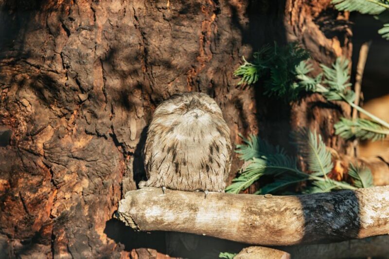 Hobart: Mt Wellington, Mt Field, Bonorong and Richmond Trip - Final Thoughts