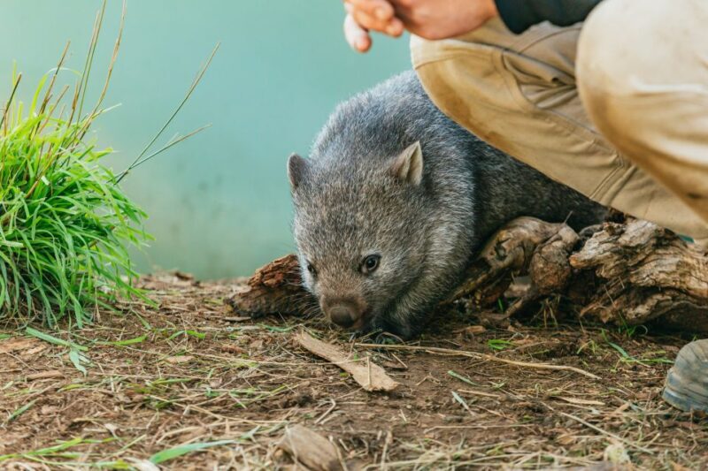 Hobart: Mt Wellington, Mt Field, Bonorong and Richmond Trip - FAQs