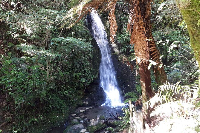 Hobbiton Transport & Tauranga Highlights Excursion from Tauranga - FAQ