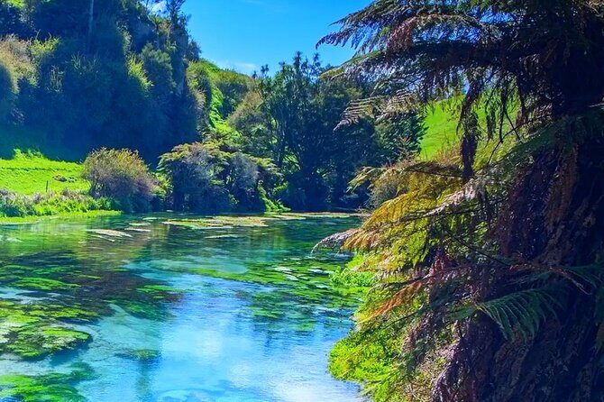 Hobbiton, Waitomo Caves, Blue Spring & Hamilton Garden Day trip - Authentic Traveler Insights