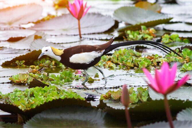 Hoi An Birding Cruise - FAQ