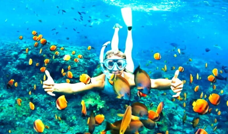 Hoi An: Cham Island Snorkeling Adventure & Seafood Lunch - Exploring Cham Island: What to Expect