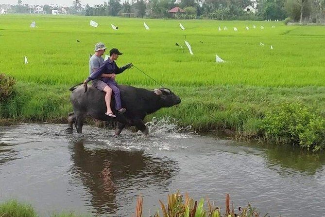 Hoi An Countryside - Buffalo Riding - Basket Boat Rowing - An In-Depth Look at the Hoi An Countryside Tour