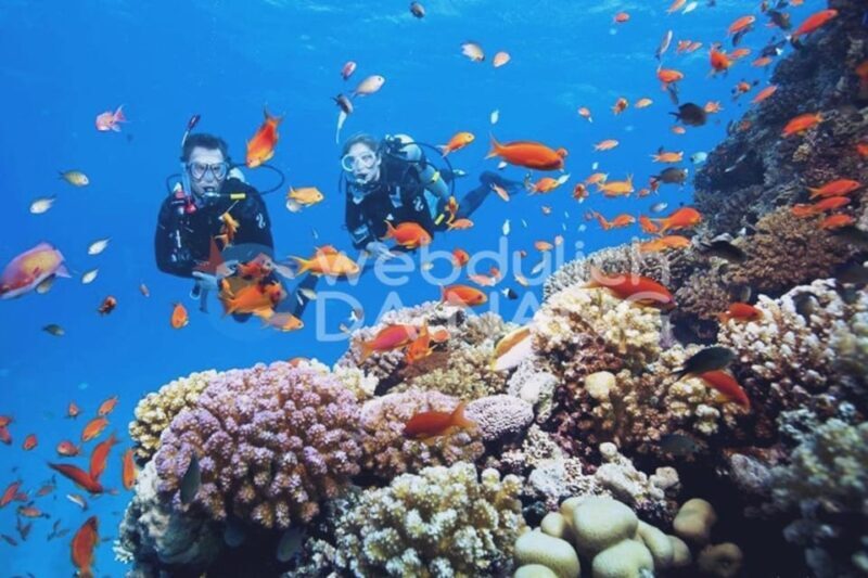 Hoi An/Da Nang: Cham Islands Snorkeling by Speedboat w Lunch - The Sum Up