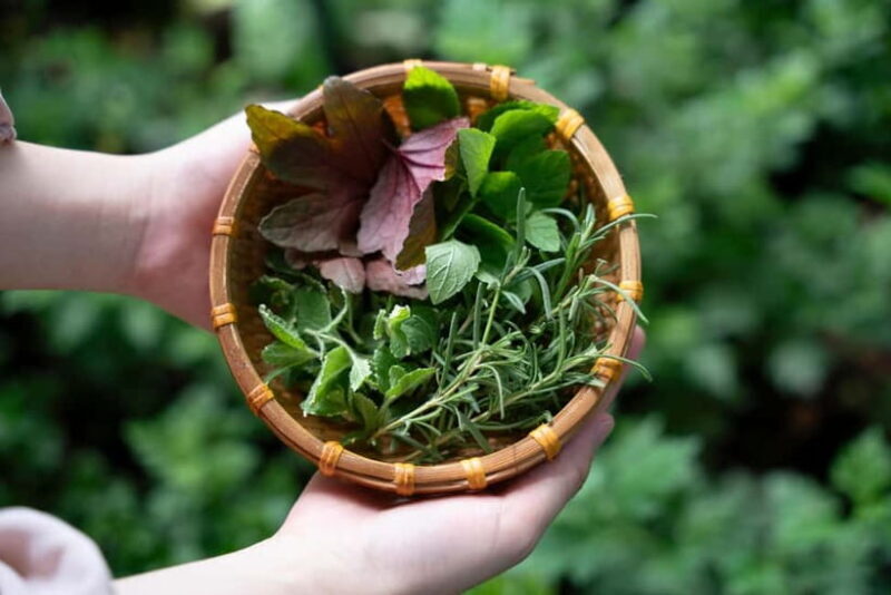 Hoi An Hidden Gem: Vietnamese Coffee Making x Local Herbal - Who Will Enjoy This Tour?
