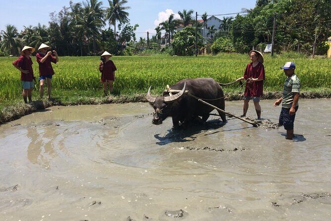 Hoi An Rice Farm Tour and Buffalo Riding with Local Home Meal - Final Thoughts: Is This Tour Worth It?