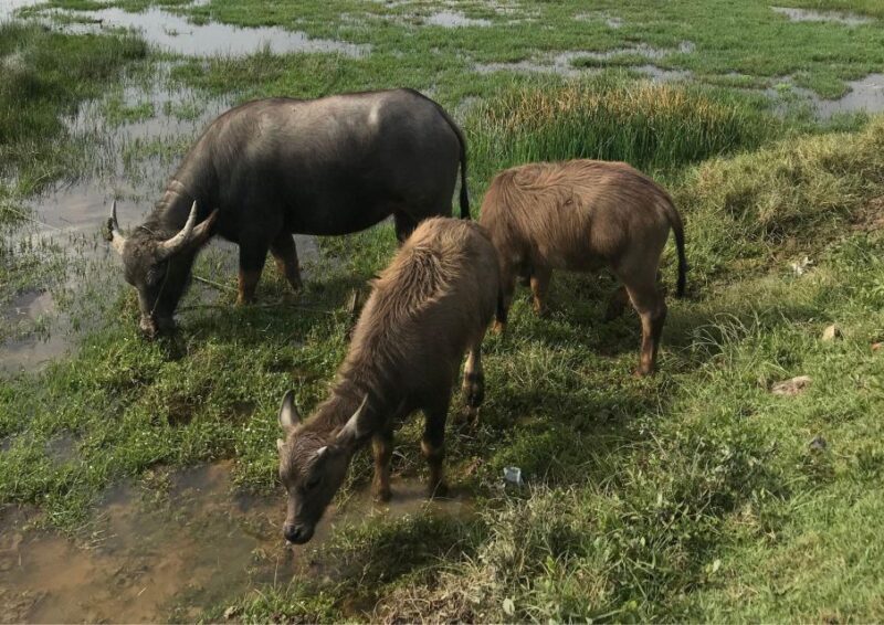 Hoi An: Rural Cycling Tour to Village with Basket Boat Ride - A Fully Rounded Itinerary