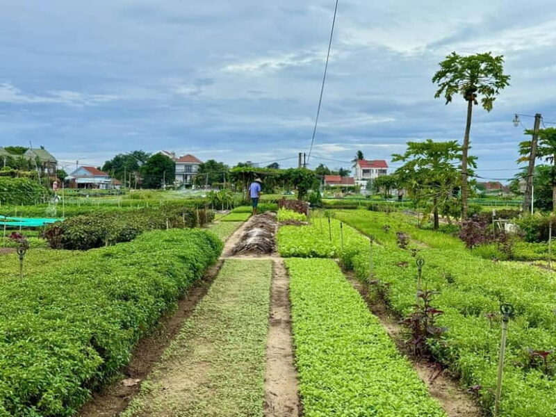 Hoi An: Trà Qu Village Cafe Tour with Local Guided - Practical Details and Considerations