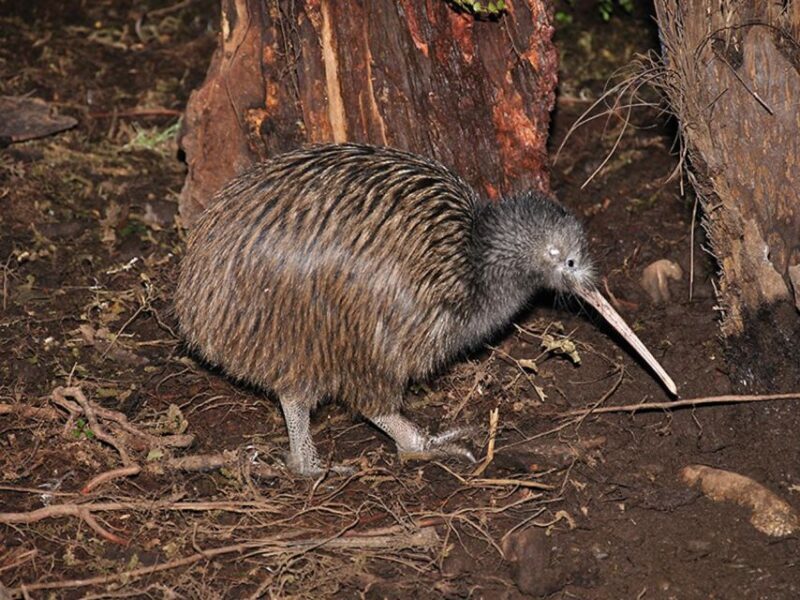 Hokitika: The National Kiwi Centre Tickets - Final Thoughts