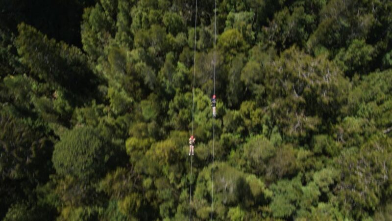 Hokitika: West Coast Tree Top Tower Zip Line and Walk - Why This Tour Offers Good Value