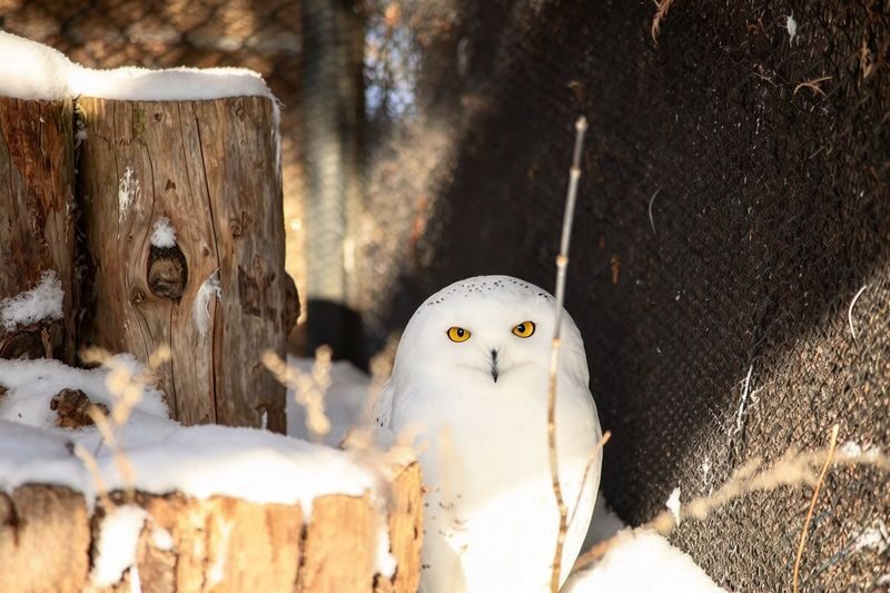 Hokkaido 1-Day Highlights Tour: Asahiyama Zoo, Biei Blue Pond, Ningle Terrace (Departing from Sapporo - optional winter snowmobiling - multiple routes available) - Blue Pond and Shirahige Falls: two quick encounters with water
