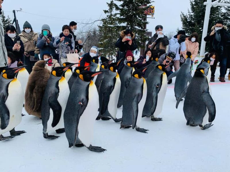 Hokkaido-2 Day Tour to Icebreaker Mombetsu and Asahiyama Zoo - Hokkaido-2 Day Tour to Icebreaker Mombetsu and Asahiyama Zoo