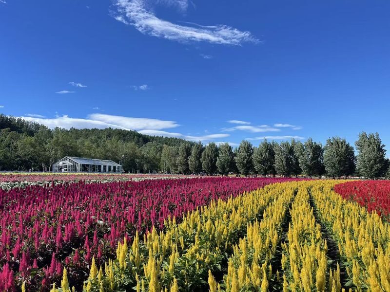 Hokkaido Asahikawa Furano Seasonal One-Day Tour: Shikisai-no-Oka Flower Viewing/Winter Asahiyama Zoo/Biei Blue Pond & Ningle Terrace Illumination - A day trip that joins Furano and Biei