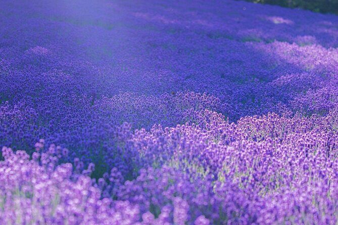 Hokkaido, Asahikawa Zoo Classic Day Tour With Optional Snomobile - The Sum Up