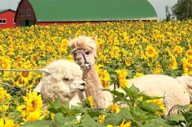 Hokkaido, Asahikawa Zoo Classic Day Tour With Optional Snomobile - FAQ