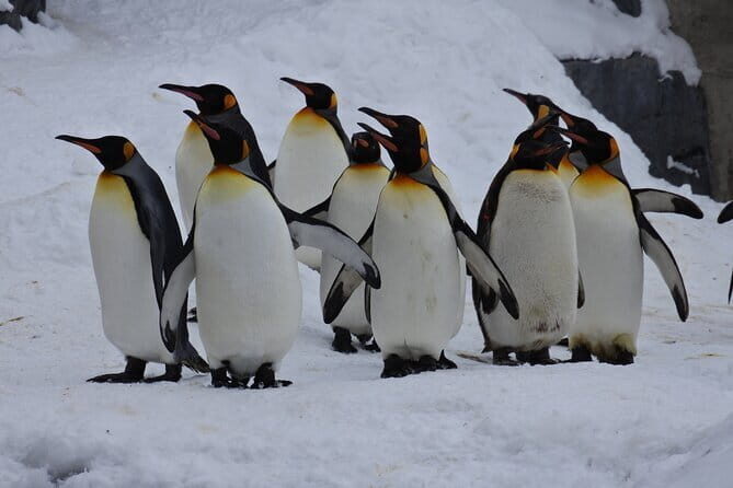 Hokkaido Asahiyama Zoo and Blue Pond Elf Terrace Day Trip - Who Is This Tour Best For?