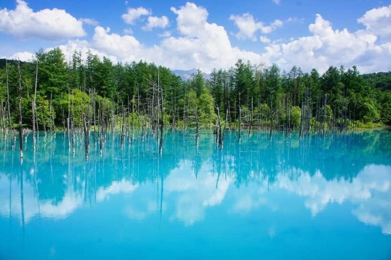 Hokkaido Asahiyama Zoo& Biei Blue pond Tour with Local Guide - A Closer Look at the Itinerary