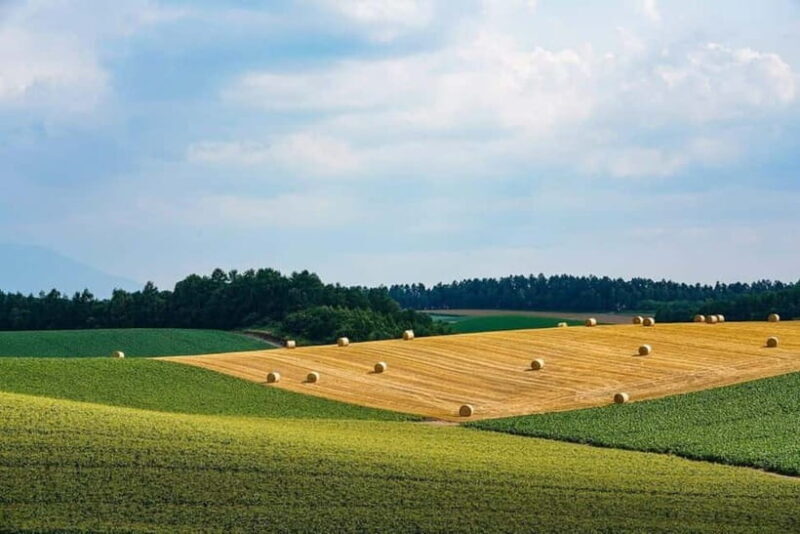Hokkaido Asahiyama Zoo& Biei Blue pond Tour with Local Guide - Who Will Love This Tour?