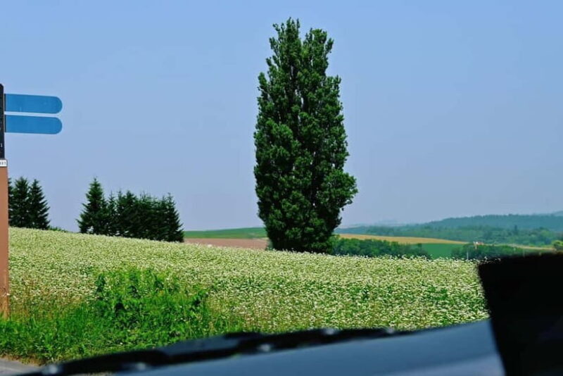 Hokkaido Asahiyama Zoo& Biei Blue pond Tour with Local Guide - The Sum Up: A Well-Rounded Day in Hokkaido