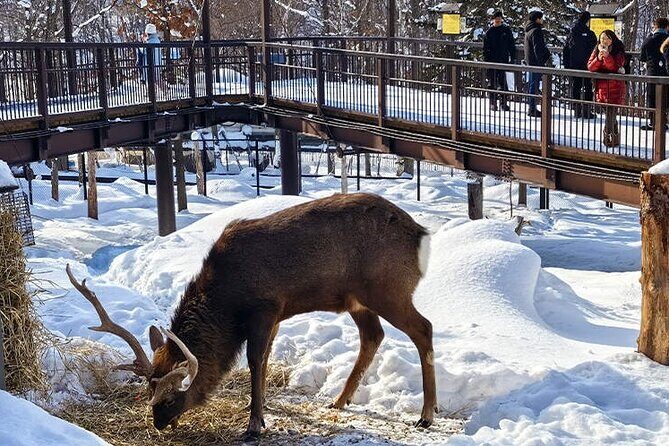 Hokkaido Asahiyama Zoo Biei Elf Terrace Day Tour - Key Points
