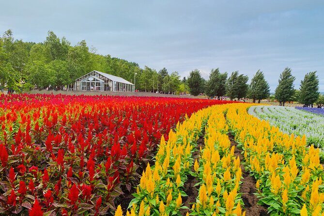 Hokkaido Asahiyama Zoo, Biei & Ningle Terrace Day Tour | Hokkaido - Who Should Consider This Tour