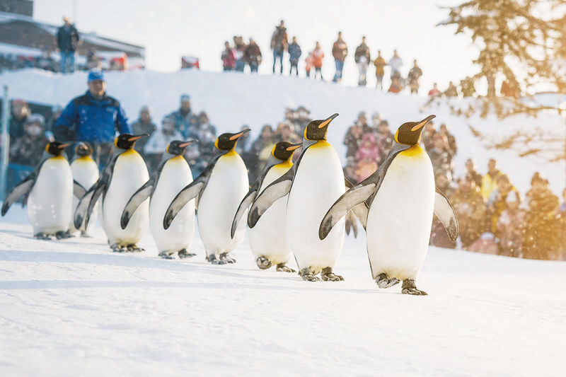 Hokkaido Asahiyama Zoo & Biei One Day Tour | Chinese/English Bilingual Tour Guide + Optional Small Group + Optional Hotel Pick-up - The penguin walk sets the day’s pace