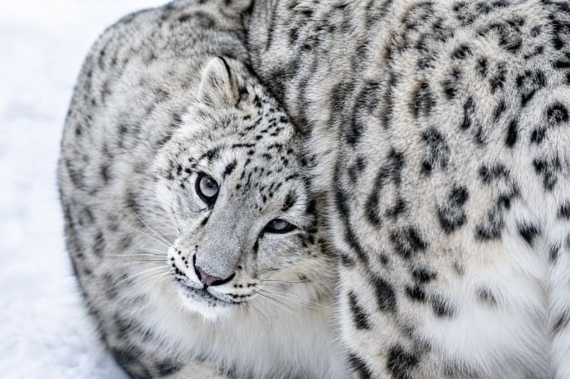 Hokkaido Asahiyama Zoo & Biei One Day Tour | Chinese/English Bilingual Tour Guide + Optional Small Group + Optional Hotel Pick-up - What the price buys, and what it does not