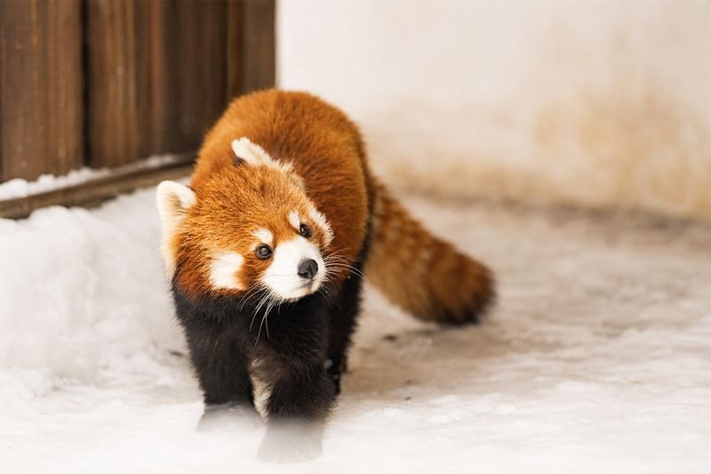 Hokkaido Asahiyama Zoo & Biei One Day Tour | Chinese/English Bilingual Tour Guide + Optional Small Group + Optional Hotel Pick-up - Dress for ice, and keep your plans flexible