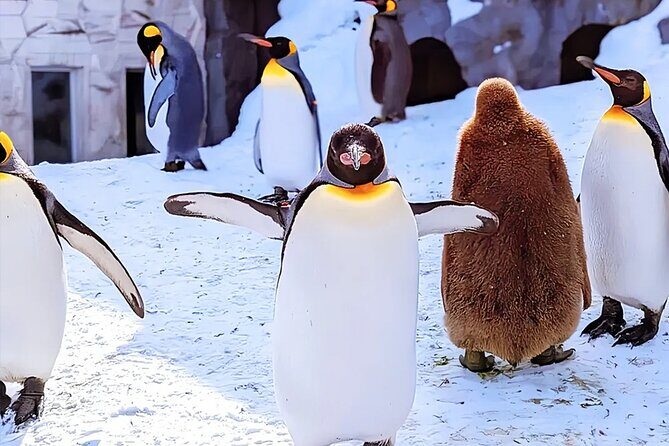 Hokkaido Asahiyama Zoo Blue Pond Ningle Terrace Day trip - A Deep Dive into the Hokkaido Day Trip