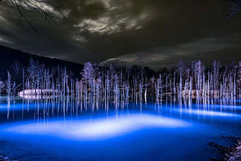 Hokkaido Asahiyama Zoo Day Trip | Penguin Walk-Biei Blue Pond-Ningle Terrace | Multiple Routes Available | Depart from Sapporo - Lunch in Furano, with an extra to verify