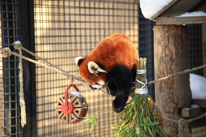 Hokkaido Asahiyama Zoo Day Trip | Penguin Walk-Biei Blue Pond-Ningle Terrace | Multiple Routes Available | Depart from Sapporo - Guides, group pace, and what the price buys