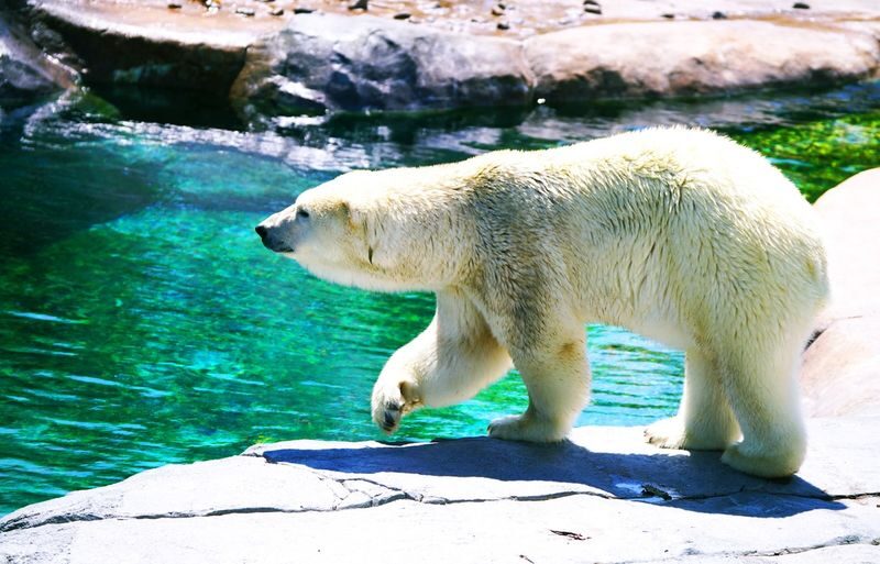 Hokkaido Asahiyama Zoo & Forest Elf Terrace Day Trip - At a glance