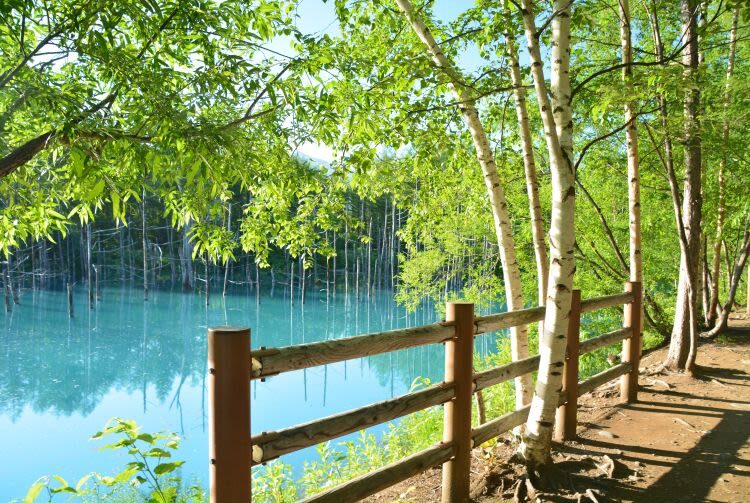 Hokkaido Asahiyama Zoo & Forest Elf Terrace Day Trip - Blue Pond and Shirahige Falls: lovely sights, different moods