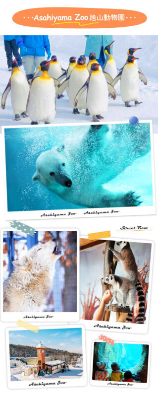 Hokkaido Asahiyama Zoo Four Seasons Story: Blue Pond, Shirasu Waterfall, Shikisai no Oka, Forest Elf Terrace One-Day Tour - Farm Tomita and Shikisai no Oka: the season shapes the day