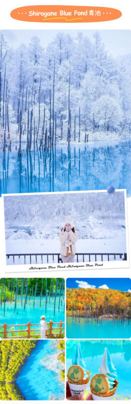 Hokkaido Asahiyama Zoo Four Seasons Story: Blue Pond, Shirasu Waterfall, Shikisai no Oka, Forest Elf Terrace One-Day Tour - Ken and Mary Tree: a quick roadside landmark