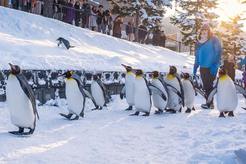Hokkaido Asahiyama Zoo & Shikisai-no-Oka & Biei Christmas Tree & Ningle Terrace Day Trip: Departing from Sapporo (Winter option: Snowmobile) - Asahiyama Zoo: a strong first stop