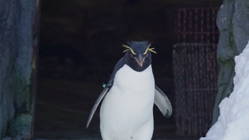 Hokkaido Asahiyama Zoo & Shikisai-no-Oka & Biei Christmas Tree & Ningle Terrace Day Trip: Departing from Sapporo (Winter option: Snowmobile) - The Biei Christmas Tree: a quick countryside pause
