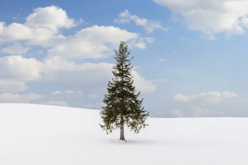 Hokkaido Asahiyama Zoo & Shikisai-no-Oka & Biei Christmas Tree & Ningle Terrace Day Trip: Departing from Sapporo (Winter option: Snowmobile) - Price and the real value of the day