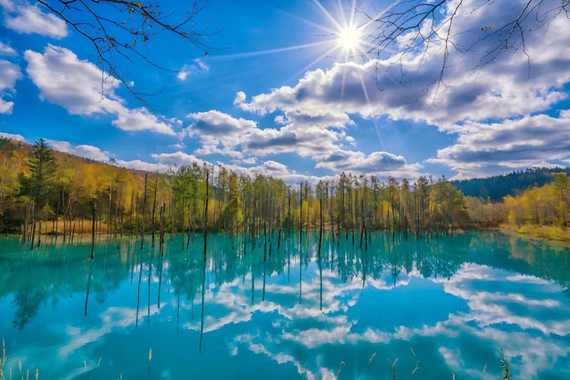 Hokkaido: Asahiyama Zoo + Shirogane Blue Pond - Summer Limited Furano Flower Fields Day Tour - What to know before you book