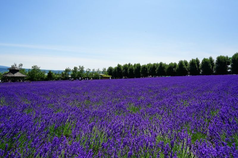 Hokkaido: Asahiyama Zoo + Shirogane Blue Pond - Summer Limited Furano Flower Fields Day Tour - Biei by bus: fields, trees and quick photo stops