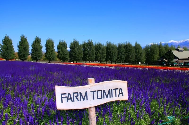 Hokkaido: Asahiyama Zoo + Shirogane Blue Pond - Summer Limited Furano Flower Fields Day Tour - Farm Tomita and the seasonal question