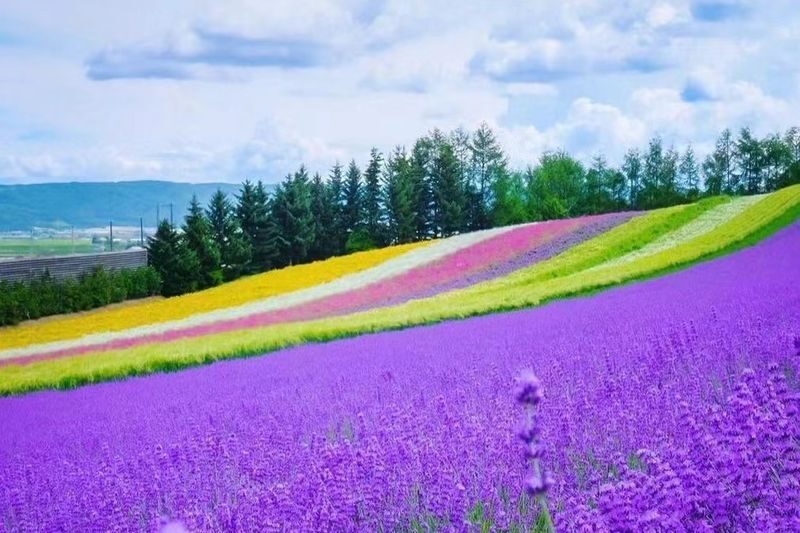 Hokkaido Autumn Exclusive | Farm Tomita, Shikisai no Oka, Blue Pond, Shirasu Waterfall Day Tour (Departing from Sapporo) - A practical way to reach Biei and Furano