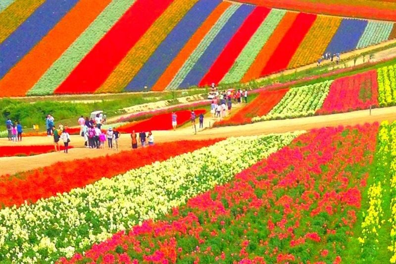 Hokkaido Autumn Exclusive | Farm Tomita, Shikisai no Oka, Blue Pond, Shirasu Waterfall Day Tour (Departing from Sapporo) - The Blue Pond: color, trees, and crowds