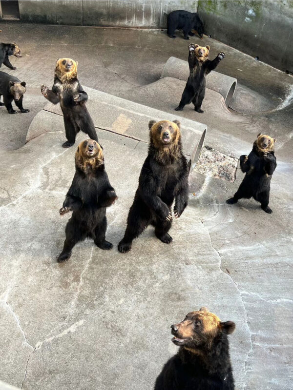 Hokkaido Autumn Maple Viewing Limited - Lake Toya Jozankei Onsen & Mount Yotei Spring Water Park & Lake Toya Showa Shinzan Bear Ranch Day Tour - Showa Shinzan: bears, extra admission and a fixed hour