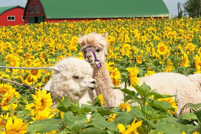 Hokkaido Biei Blue Pond Furano Flower Farm Ningle Terrace Trip - Exploring the Itinerary: What You Can Expect