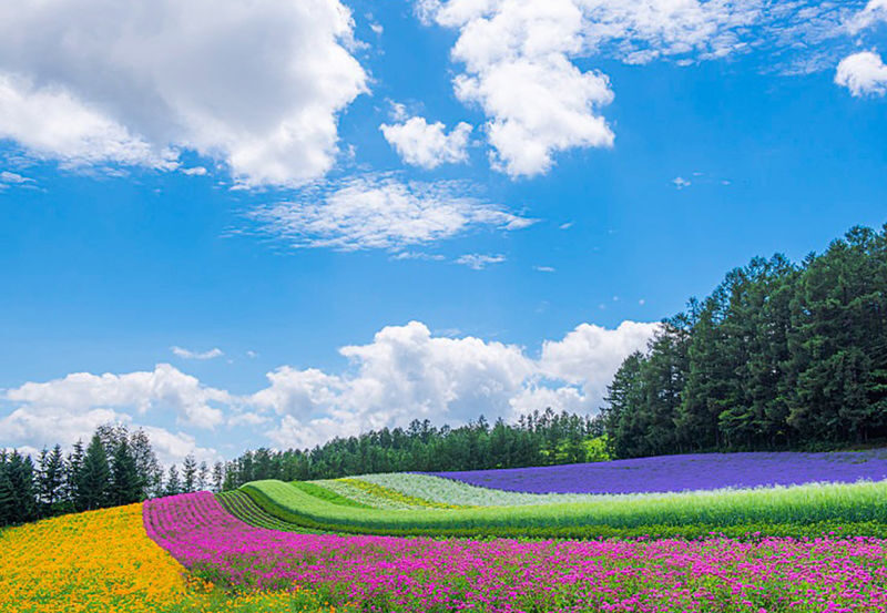 Hokkaido Biei Furano Exclusive | Shikisai-no-Oka, Ningle Terrace, Farm Tomita, Asahiyama Zoo | Depart from Sapporo - The Blue Pond and Shirahige Falls
