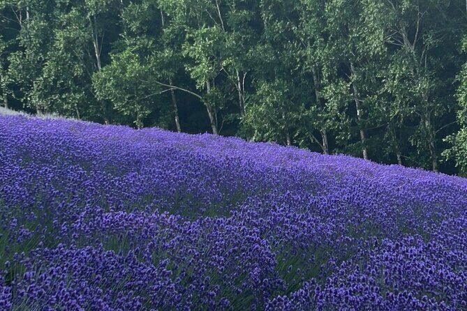 Hokkaido Biei Private Tour - An In-Depth Look at the Hokkaido Biei Private Tour