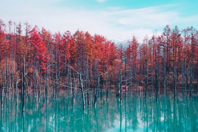 Hokkaido: Customizable Private Car Charter Day Tour | Departs from Sapporo - The details that matter most