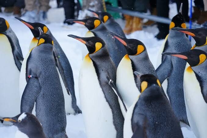 Hokkaido: Customizable Private Car Charter Day Tour | Departs from Sapporo - Comfort, capacity, and winter travel