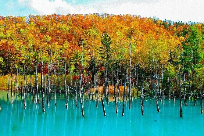 Hokkaido Day Trip From Sapporo, Asahiyama Zoo to Ningle Terrace - Exploring Hokkaido in a Day: Sapporo to Asahiyama Zoo, Blue Pond, and Ningle Terrace